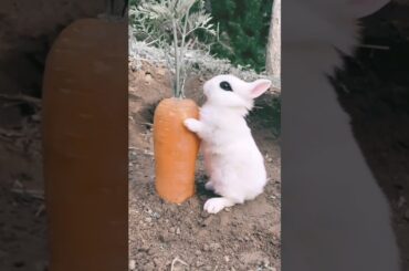 Cute Rabbit Eating Carrot / Cute Rabbit Video / funny animals videos / #shorts #short #viral #rabbit