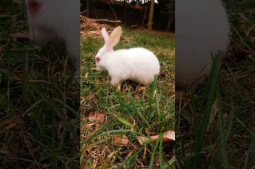 Cute Baby rabbit #shorts #feeling #cute #rabbit #funny #rabbits #bunny