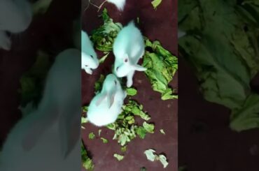 Playing with each other #bunnies #cute #rabbit #rabbitfarming