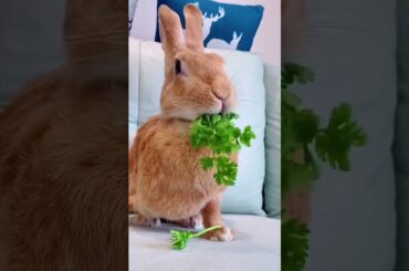 Good job #shorts #animals #funnyvideo #cute #rabbit #bunny #fyp #foryou