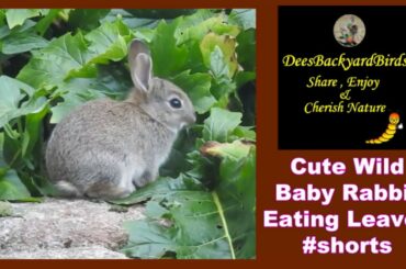 Cute Wild Baby Rabbit Eating Leaves #shorts, #ytshorts, #shortvideo