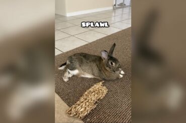 Cute Bunny Relaxing Positions! Rabbit Behavior. #shorts