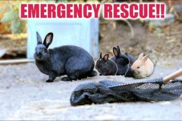 A STRAY MOMMA BUNNY WON'T LET GO OF HER BABIES...BUT WE RESCUED THEM!