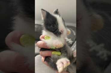 CreateursdOptimisme lapin rabit rabbitofftiktok animaux mignon loverabbits cute