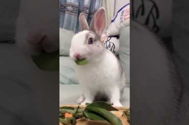 The only talent show eating Mukbang AMSR Rabbit Pet Cute fyp