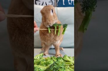 The latest molars Mukbang AMSR Rabbit Pet Cute fyp