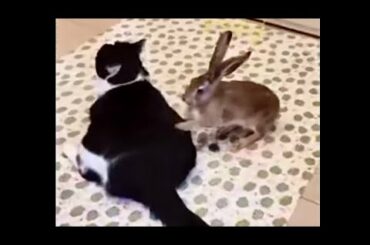 Cute Rabbit. Funny Rabbit. Cute Cat. Funny Cat. Cute Animals. Funny Animals