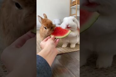 Cute rabbits eating Watermelon. #shorts #cute #rabbit