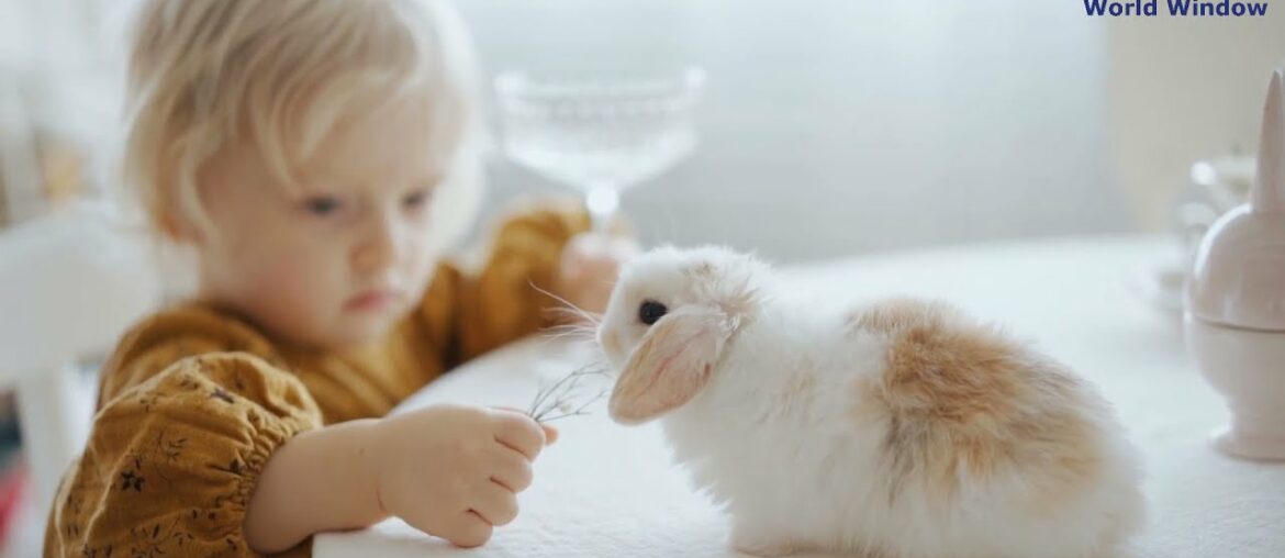 Cute Baby with Cute Rabbit Cute Baby with Cute Rabbit