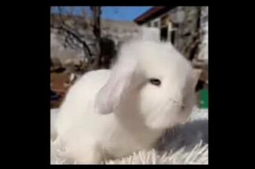 Cute rabbit
