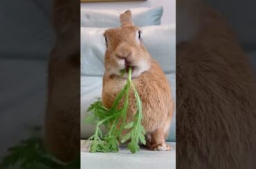rabbitbaby rabbit baby#Shorts
