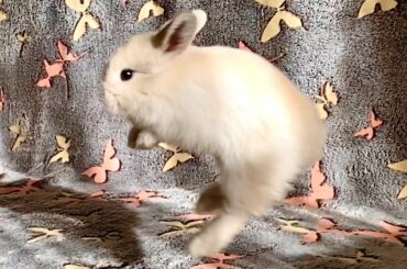 Cutest Baby Bunny Binkies