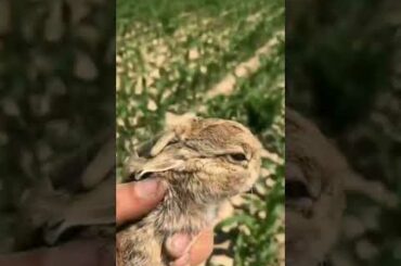 Cute rabbit stealing food in the garden caught and released