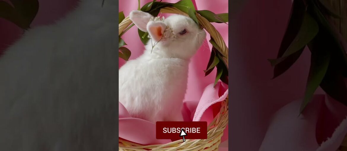Cute Rabbit #Shorts Video | Cute rabbit #status Cute Rabbit #Shorts Video | Cute rabbit #status