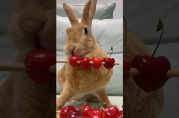 rabbitbaby rabbit baby#Shorts
