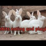 Cute Rabbit as pet at home| Rabbits playing |