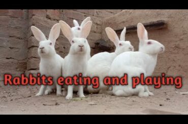 Cute Rabbit as pet at home| Rabbits playing |