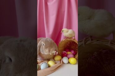 Cute rabbit and chick cute friendship     #shorts #puppies