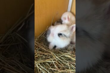 rabbitbaby rabbit baby#Shorts