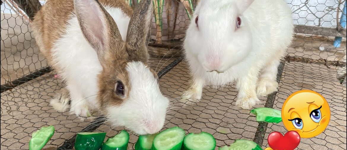 Cute Rabbit | Top funny show of rabbit eating | Dacy and Maya