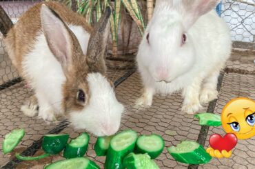 Cute Rabbit | Top funny show of rabbit eating | Dacy and Maya