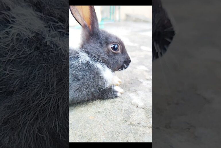Black Cute Rabbit Video Editing #shorts  #rabbit #shahzadmehar #pet #bunny