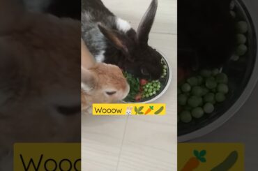 bunnies favourite mixed food ||Healthy food || #cute #bunny #food #healthy #shorts