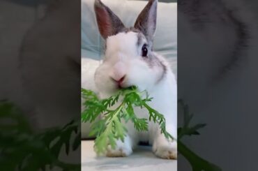 rabbitbaby rabbit baby#Shorts
