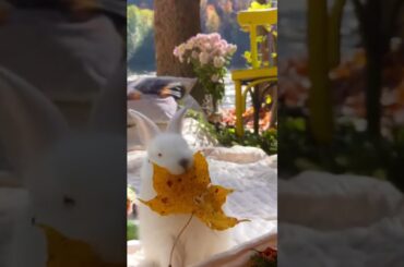 Cute Bunny