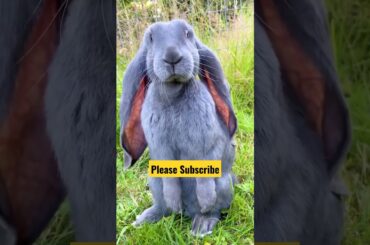 Cute bunny funny video | cute animals funny video short #funnyanimalshorts #cutepetshorts #ytshorts