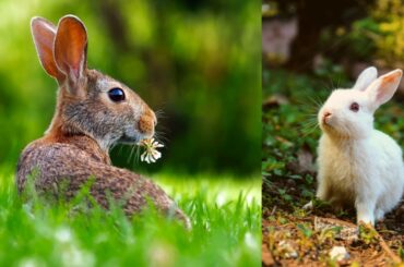 Baby Rabbit Newborn So Cute And Lovely Bunny | CHIKOO