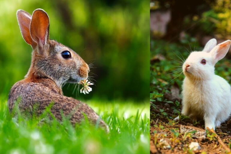 Baby Rabbit Newborn So Cute And Lovely Bunny | CHIKOO