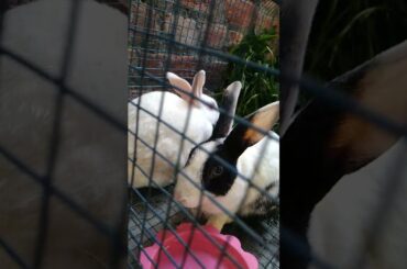 funny and cute Rabbit #Shorts