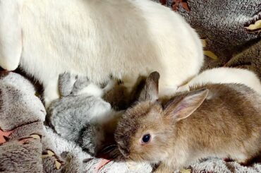 1 Month Old Baby Rabbits feeding milk and trying new food 4K