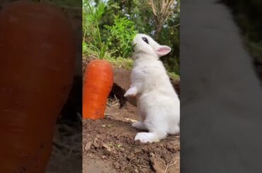 Cute baby rabbit in the garden