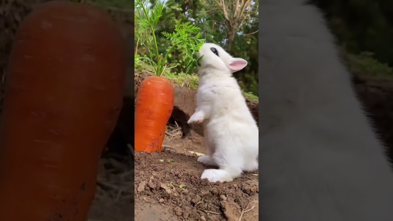 Cute baby rabbit in the garden