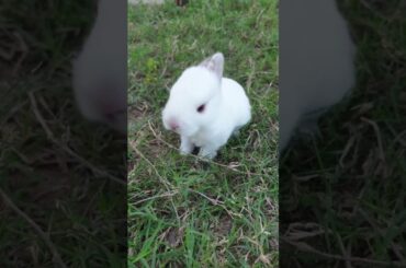 So cute white baby rabbit#shorts