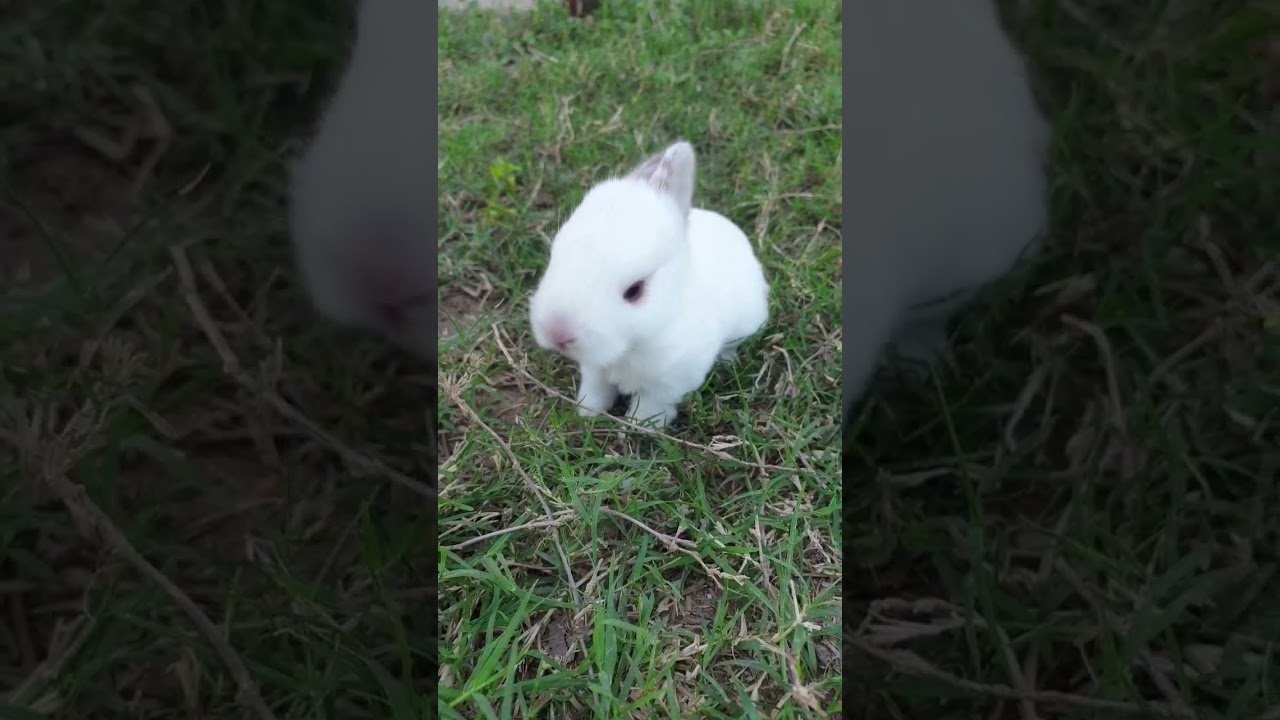So cute white baby rabbit#shorts