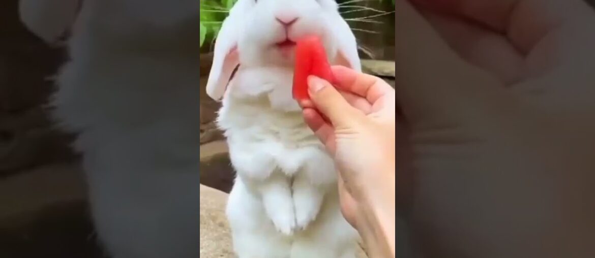 cute bunny eating  watermelon / rabbits video /baby rabbit #bunny #rabbit #cute #shorts