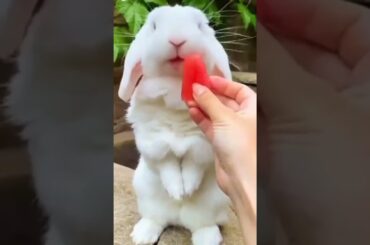 cute bunny eating  watermelon / rabbits video /baby rabbit #bunny #rabbit #cute #shorts