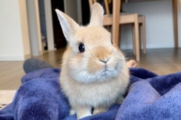 AWW SO CUTE Baby Rabbit Cutest Baby Animals Videos Compilation Cute Moment Of The Animals (2022)