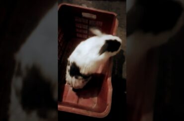 cute rabbit jumping