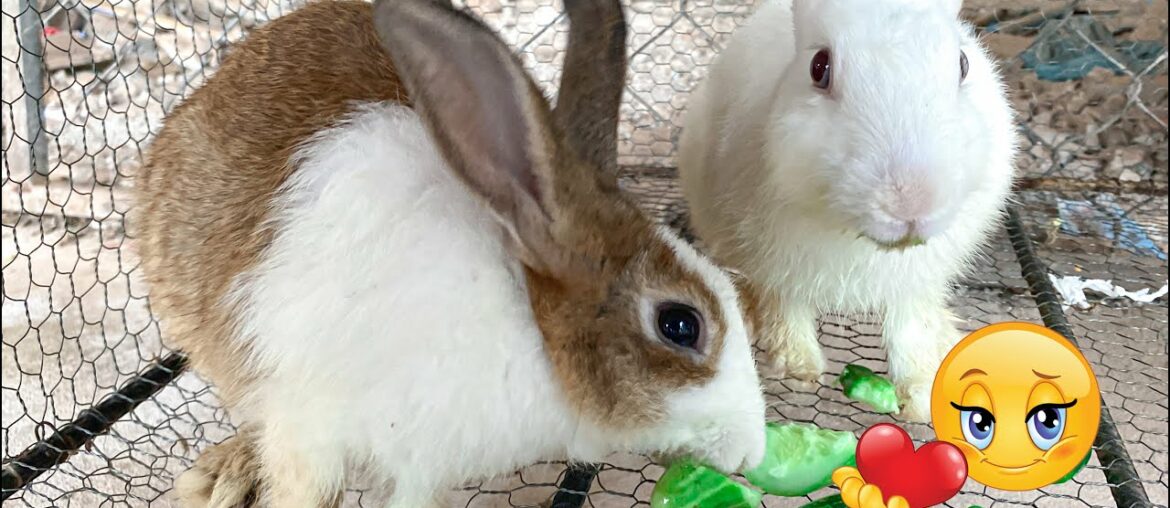 Best asmr eating shoe of Cute Rabbit 2022 |  | Dacy and Maya