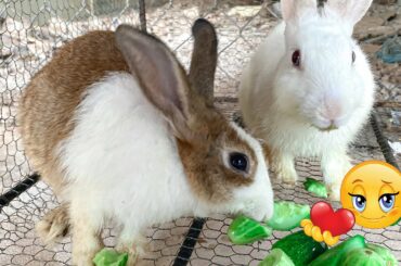 Best asmr eating shoe of Cute Rabbit 2022 |  | Dacy and Maya