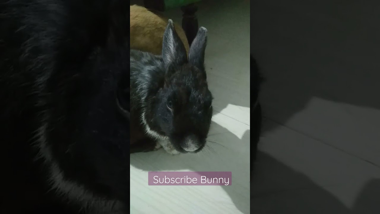 cute bunny video #bunny #shorts