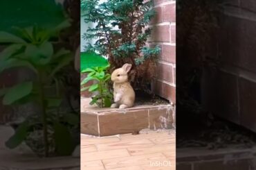 Baby bunny rabbit|baby rabbit|cute Bunny|Cute Animals