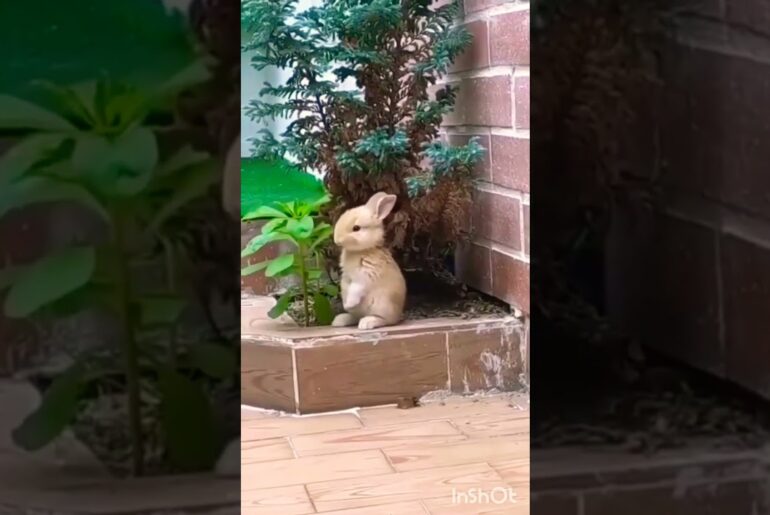 Baby bunny rabbit|baby rabbit|cute Bunny|Cute Animals