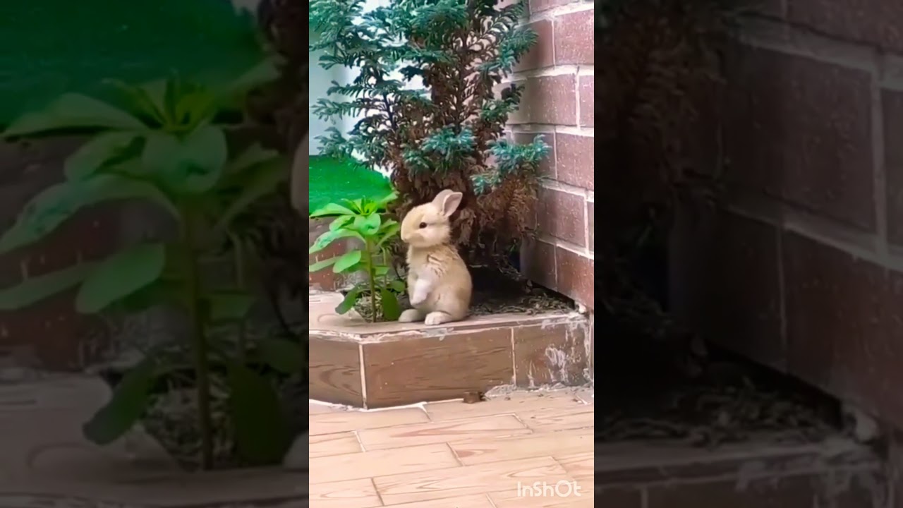 Baby bunny rabbit|baby rabbit|cute Bunny|Cute Animals