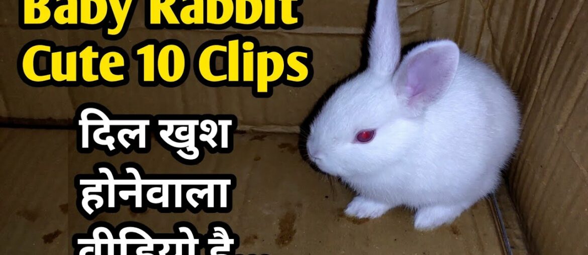 Baby Rabbit | 10 Cute Clips Of Baby Bunnies