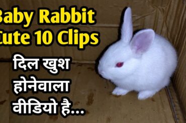 Baby Rabbit | 10 Cute Clips Of Baby Bunnies
